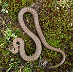 BB 11 0213 / Coronella austriaca / Slettsnok